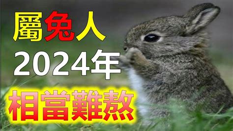 兔2024運勢|屬兔人2024年運勢：努力工作